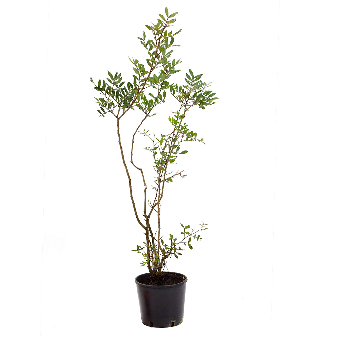 Pistacia lentiscus - lentisk (Pot 18 cm)