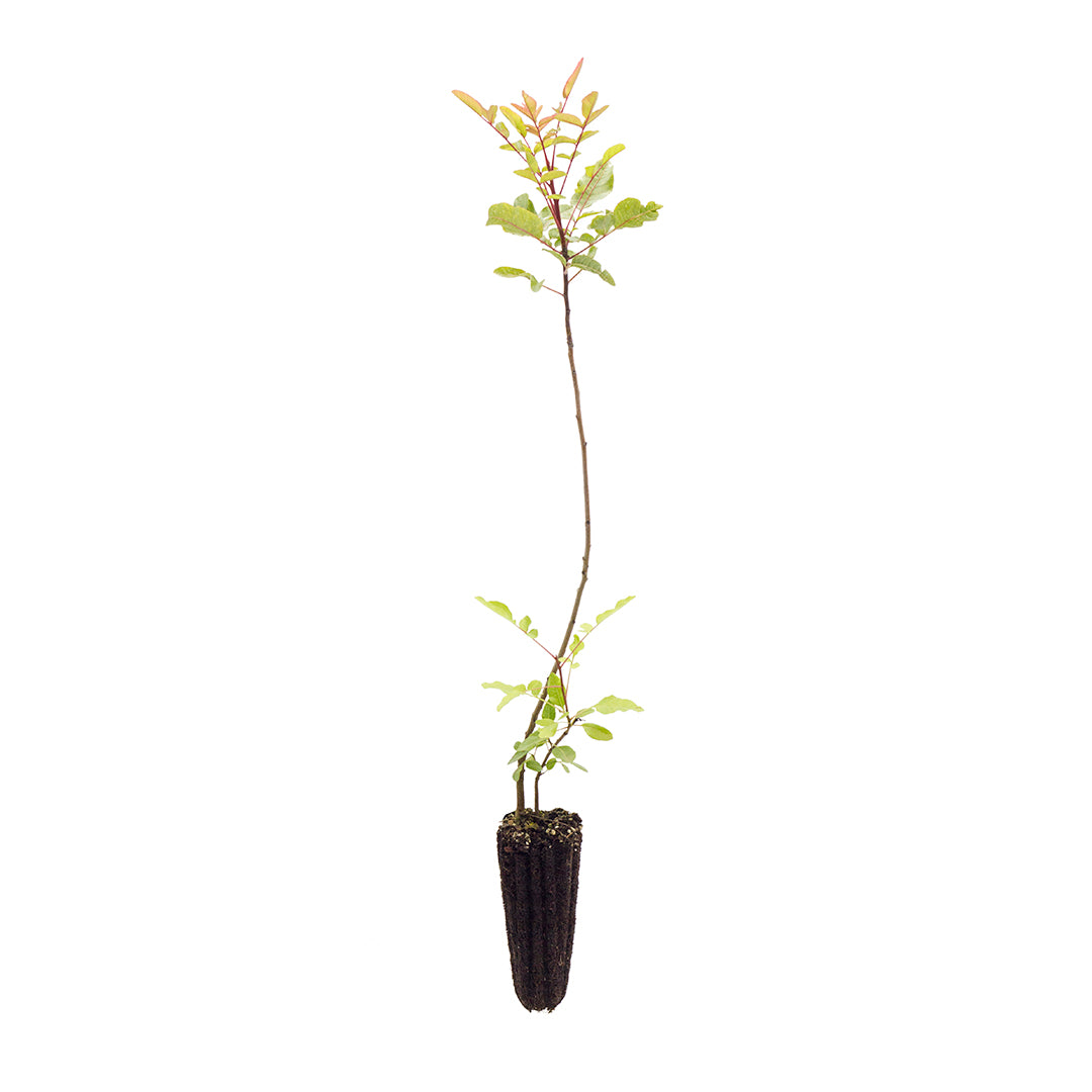 Pistacia terebinthus - terebinto (Alveolo forestale)