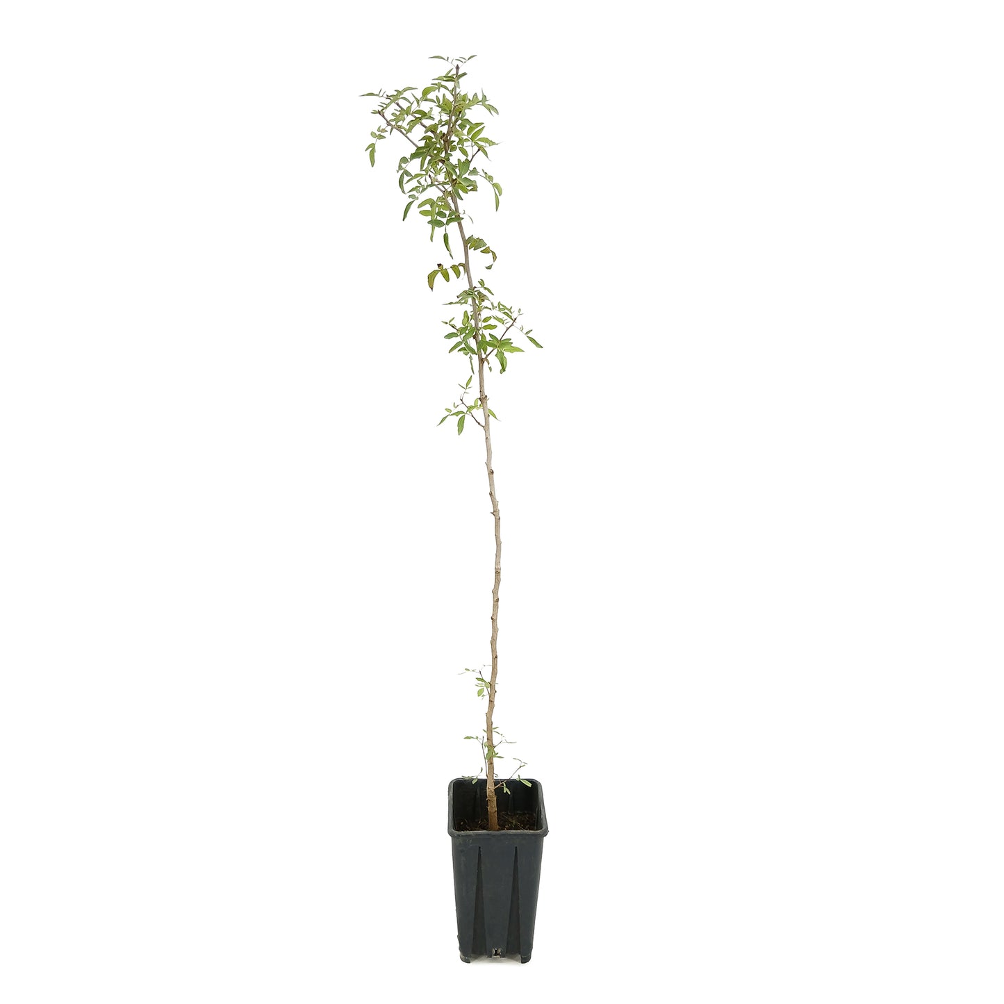 Pistacia atlantica - pistacchio atlantico (Vaso quadro 12x12x20 cm)