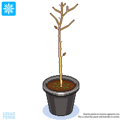 Davidia involucrata - albero dei fazzoletti (Vaso 20 cm)
