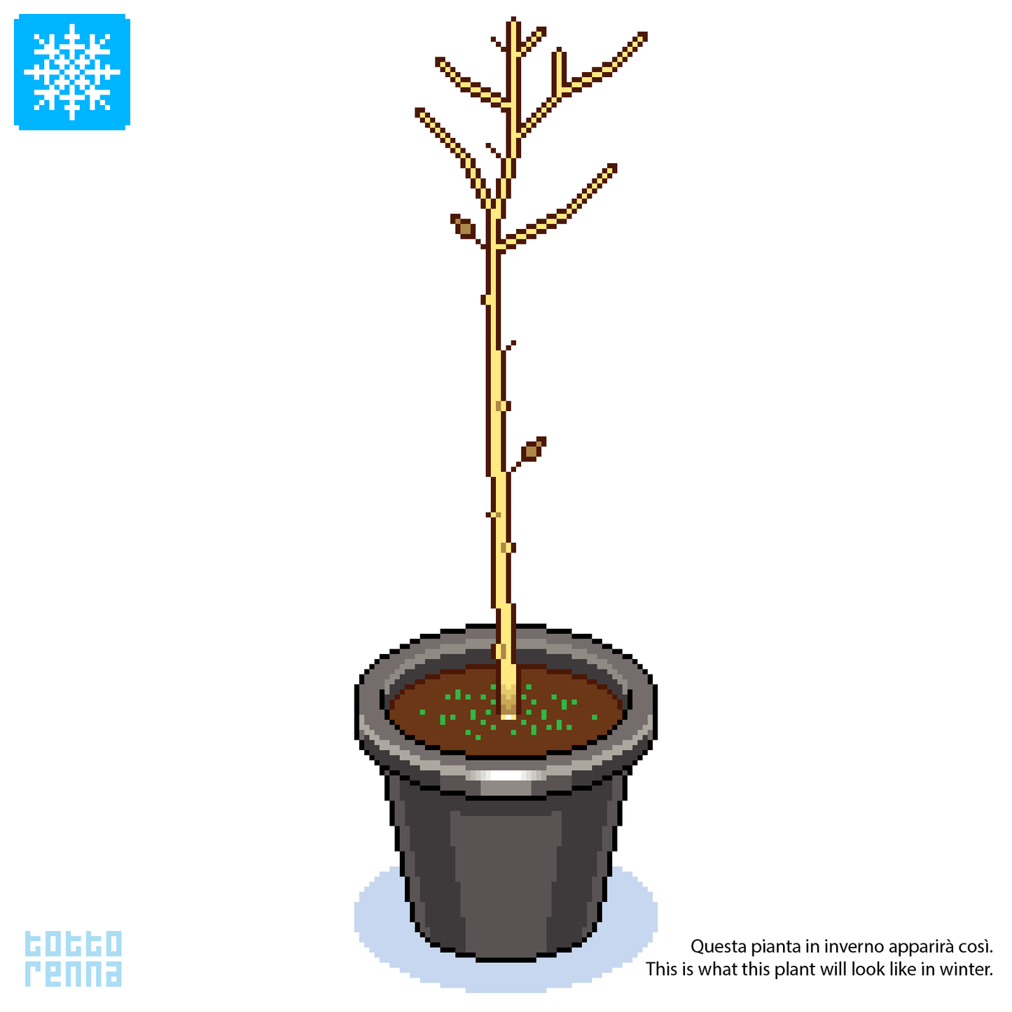 Ginkgo biloba - tree of life (12 cm pot)