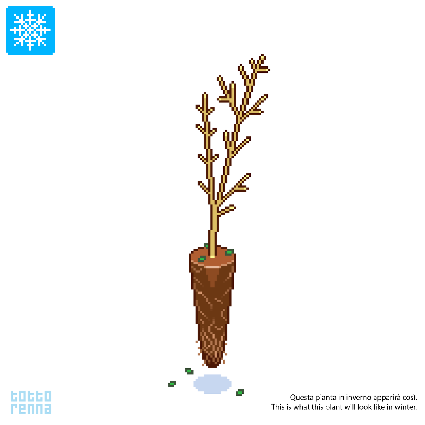 Zanthoxylum simulans - Albero del Pepe Cinese (Alveolo forestale)
