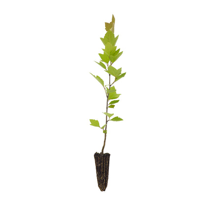 Platanus acerifolia - platano ibrido (Alveolo forestale)