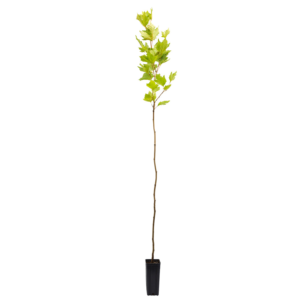 Platanus acerifolia - hybrid plane tree (Square vase 9x9x20 cm)