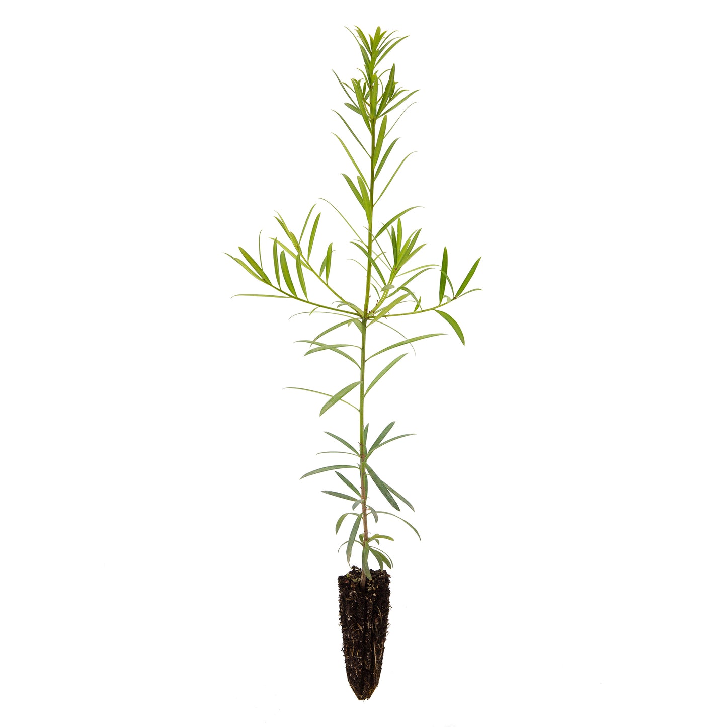 Podocarpus neriifolius - Brown podocarp (Forest honeycomb)