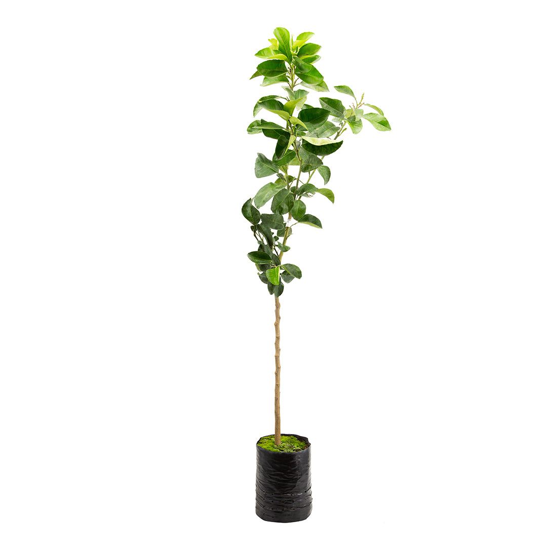Citrus maxima - Pomelo rosa (Fitocella)