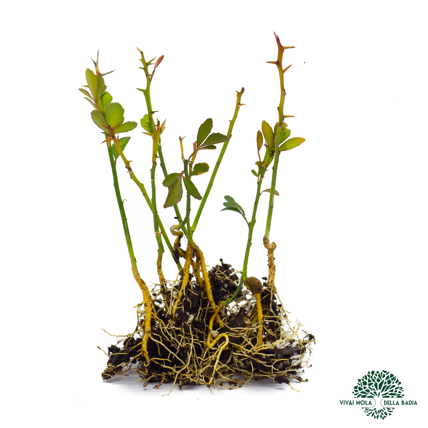 Poncirus trifoliata - trifoliate orange (10 bare root plants)