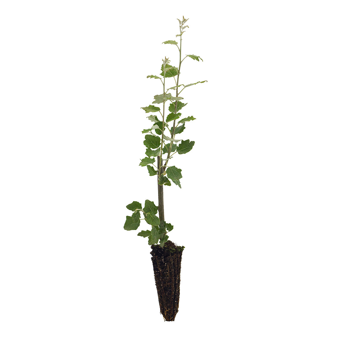 Populus alba - pioppo bianco (Alveolo forestale)