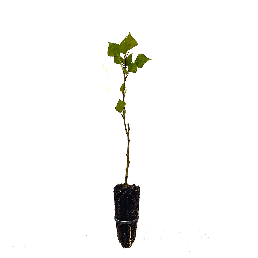 40x Populus nigra var. italica - pioppo cipressino (Offerta 40 Alveoli forestali)