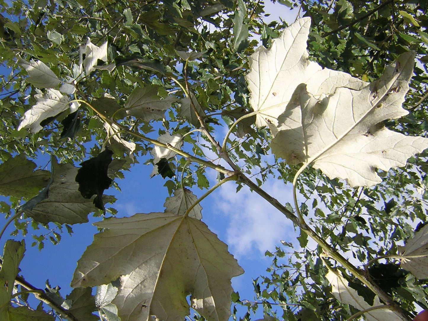 Populus alba - pioppo bianco (Alveolo forestale)