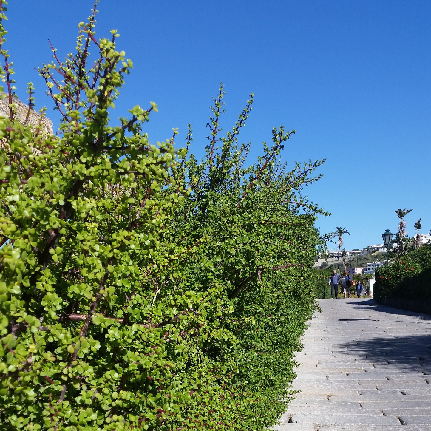 Kit assemblaggio per bonsai di Portulacaria afra - portulaca bonsai (Terrina 13 cm)