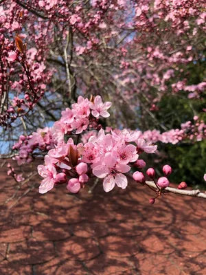 Prunus cerasifera cv "pissardii" - Susino a foglie purpure (Vaso quadro 12x12x20 cm)