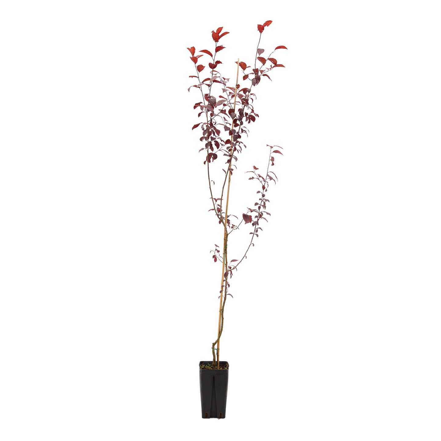 Prunus cerasifera cv "pissardii" - Susino a foglie purpure (Vaso quadro 12x12x20 cm)