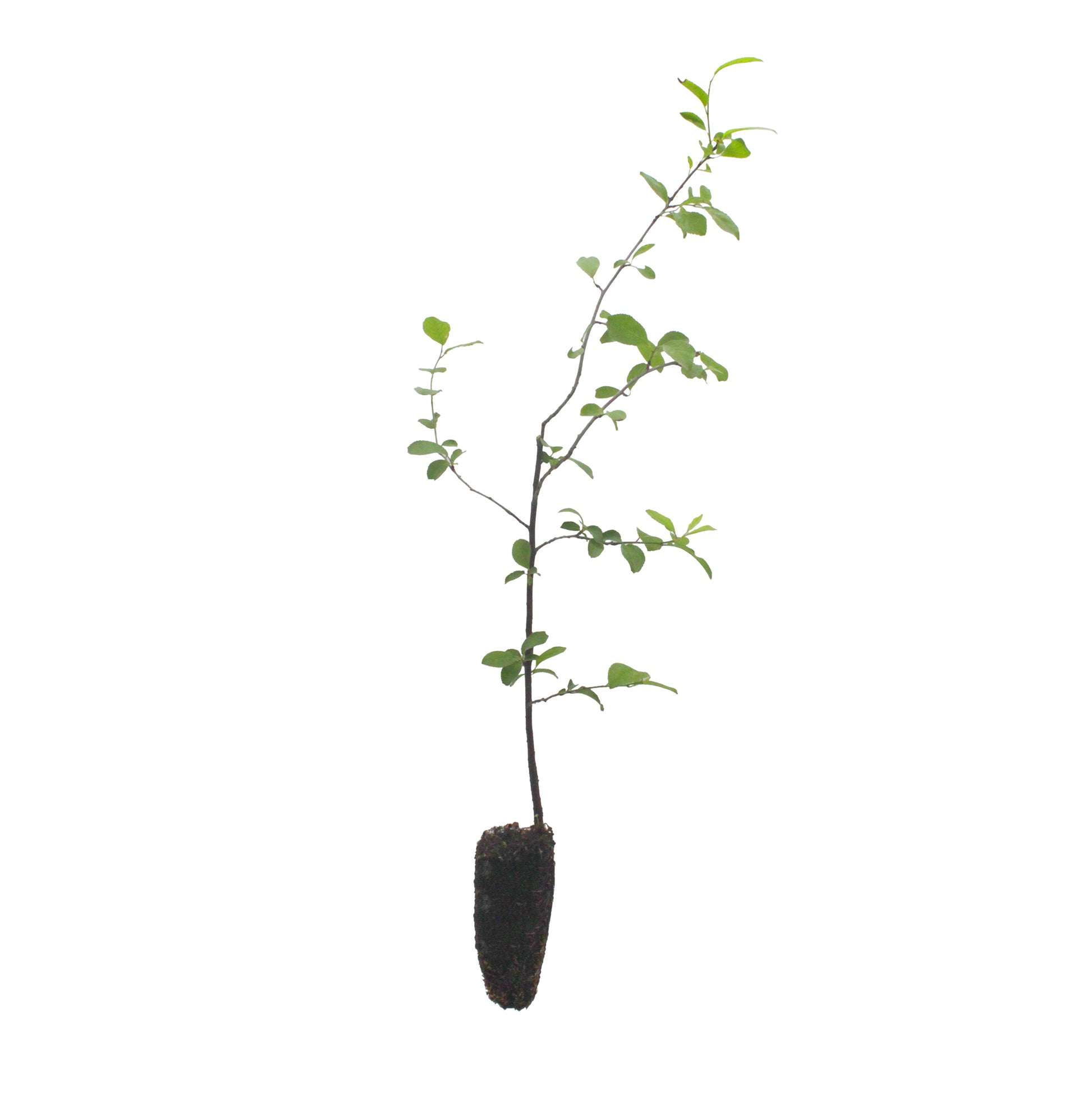 Alveolo Forestale di Prunus Spinosa - Vivai MDB
