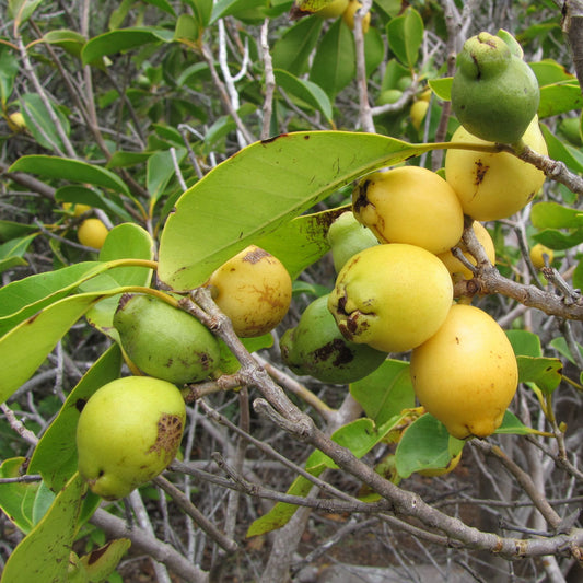 Psidium cattleianum GIALLO - guava limone (100 semi)