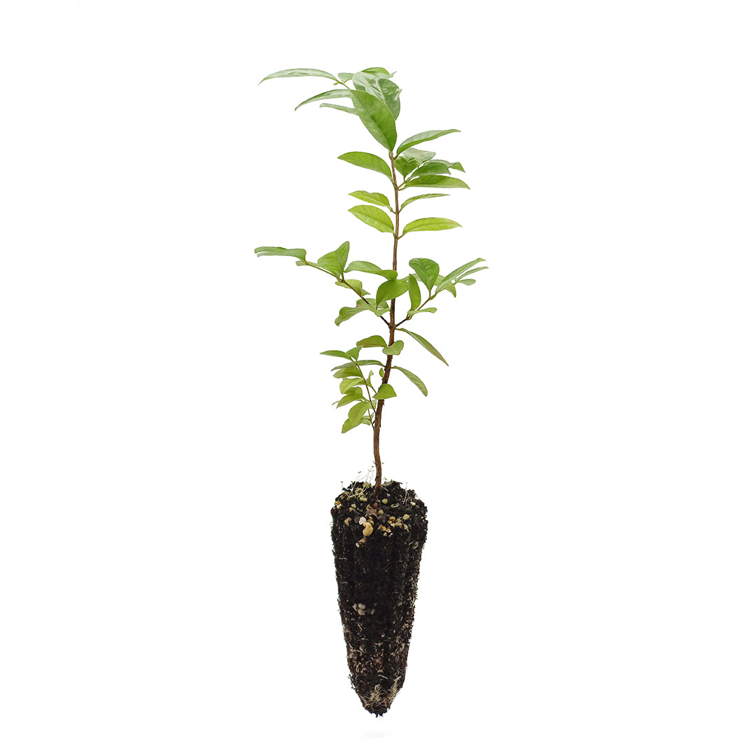 Psidium cattleianum ROSSO - guava fragola (Alveolo forestale)