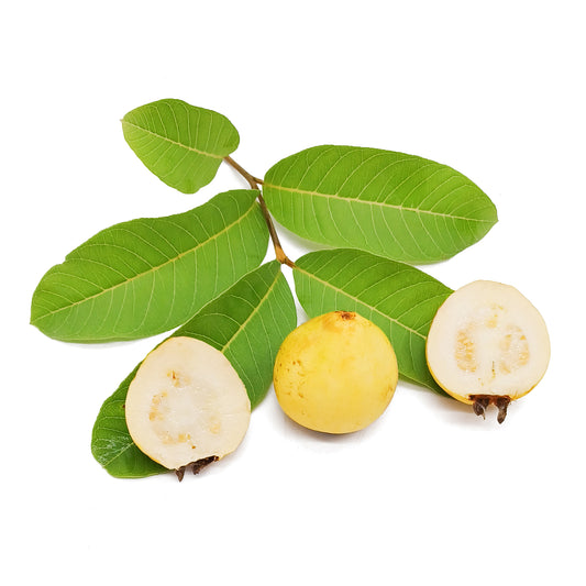 Psidium guajava cv. frutto bianco (buccia gialla) - guajava (100 semi)