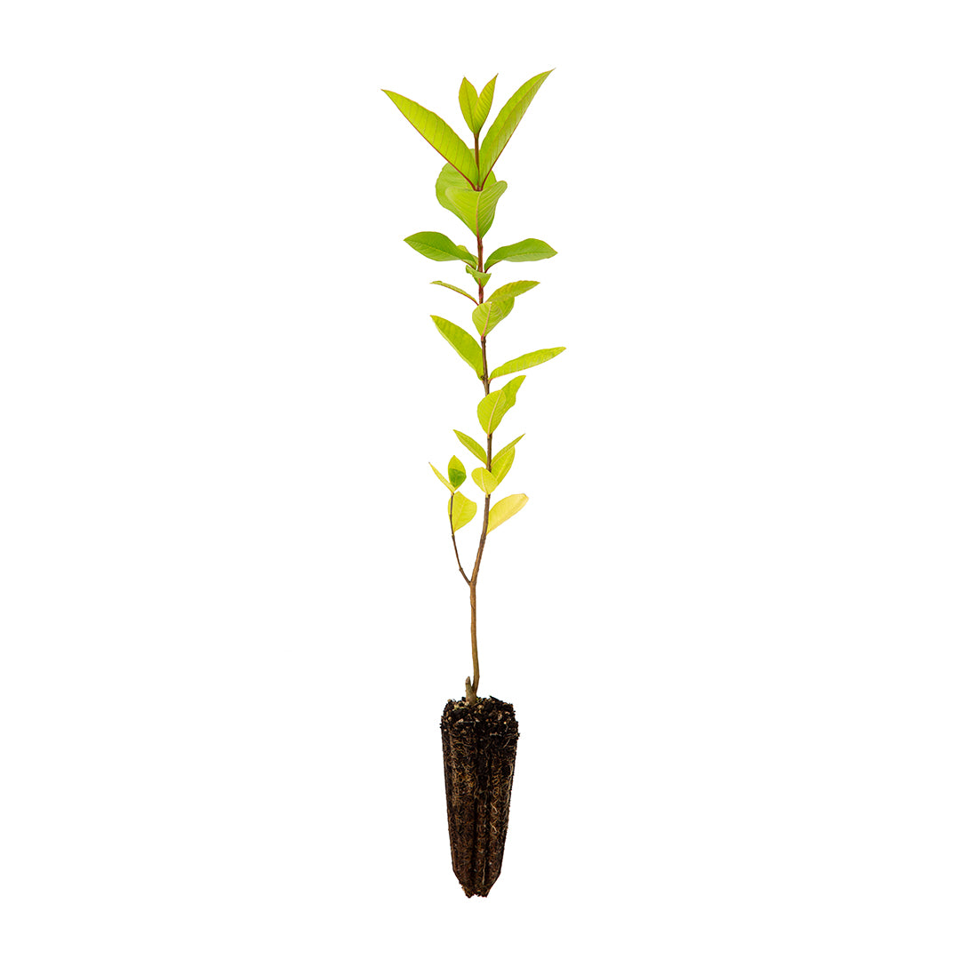 Psidium guajava cv. India (frutto sferico, polpa bianca e buccia gialla) - guajava bianca indiana (Alveolo forestale)