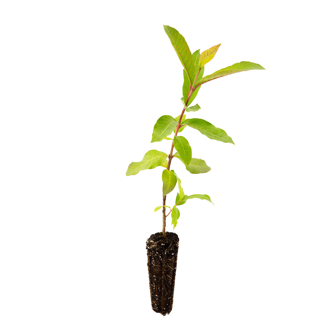 Psidium guajava sferica rosa 1- guajava (Alveolo forestale)