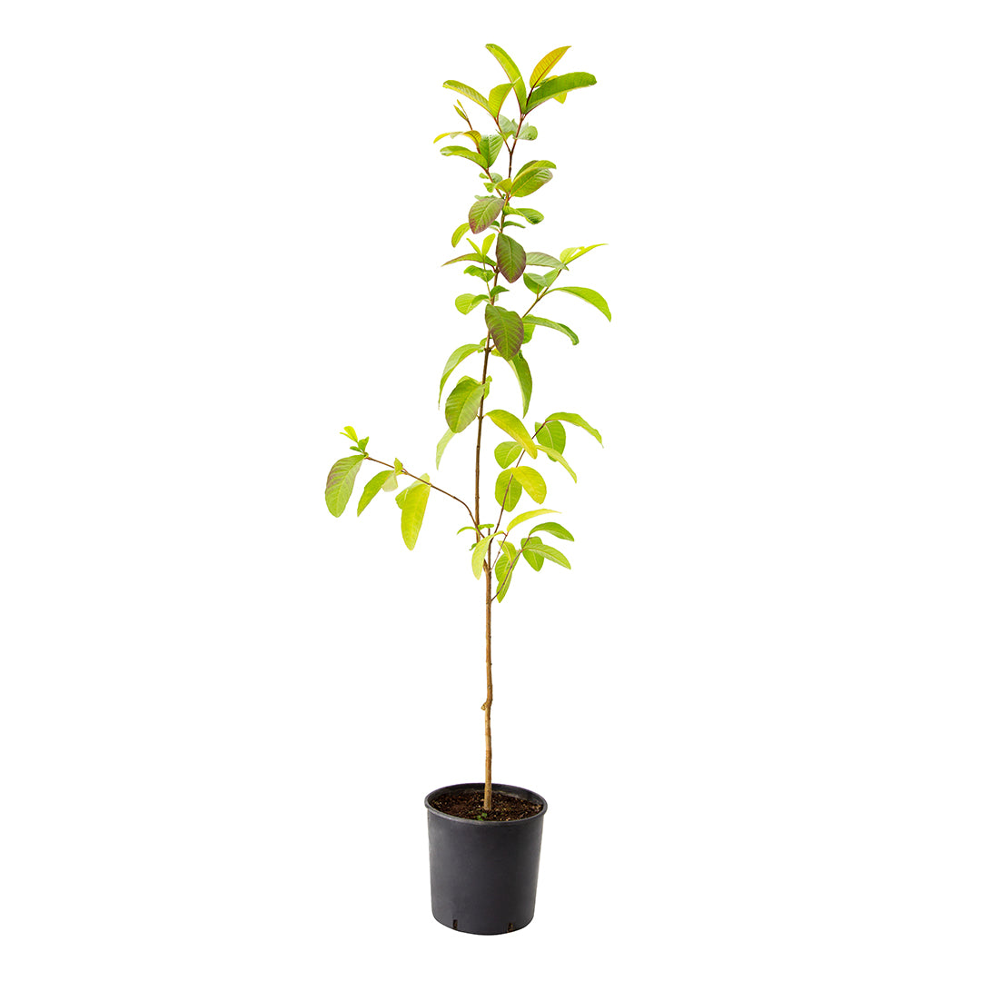 Psidium guajava cv. frutto rosa - guajava (Vaso 24 cm)