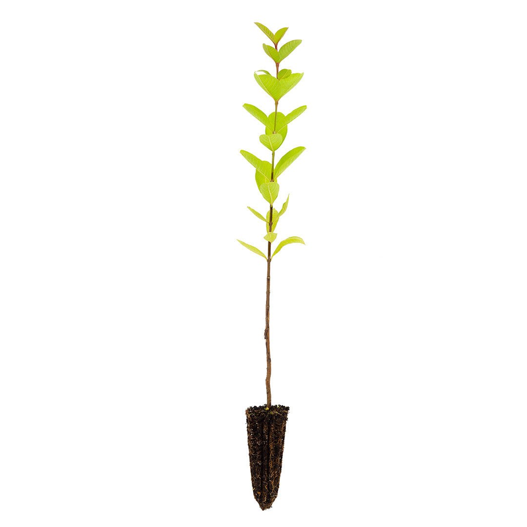 Psidium guajava cv. frutto sferico bianco grosso - guajava bianca indiana (Alveolo forestale)