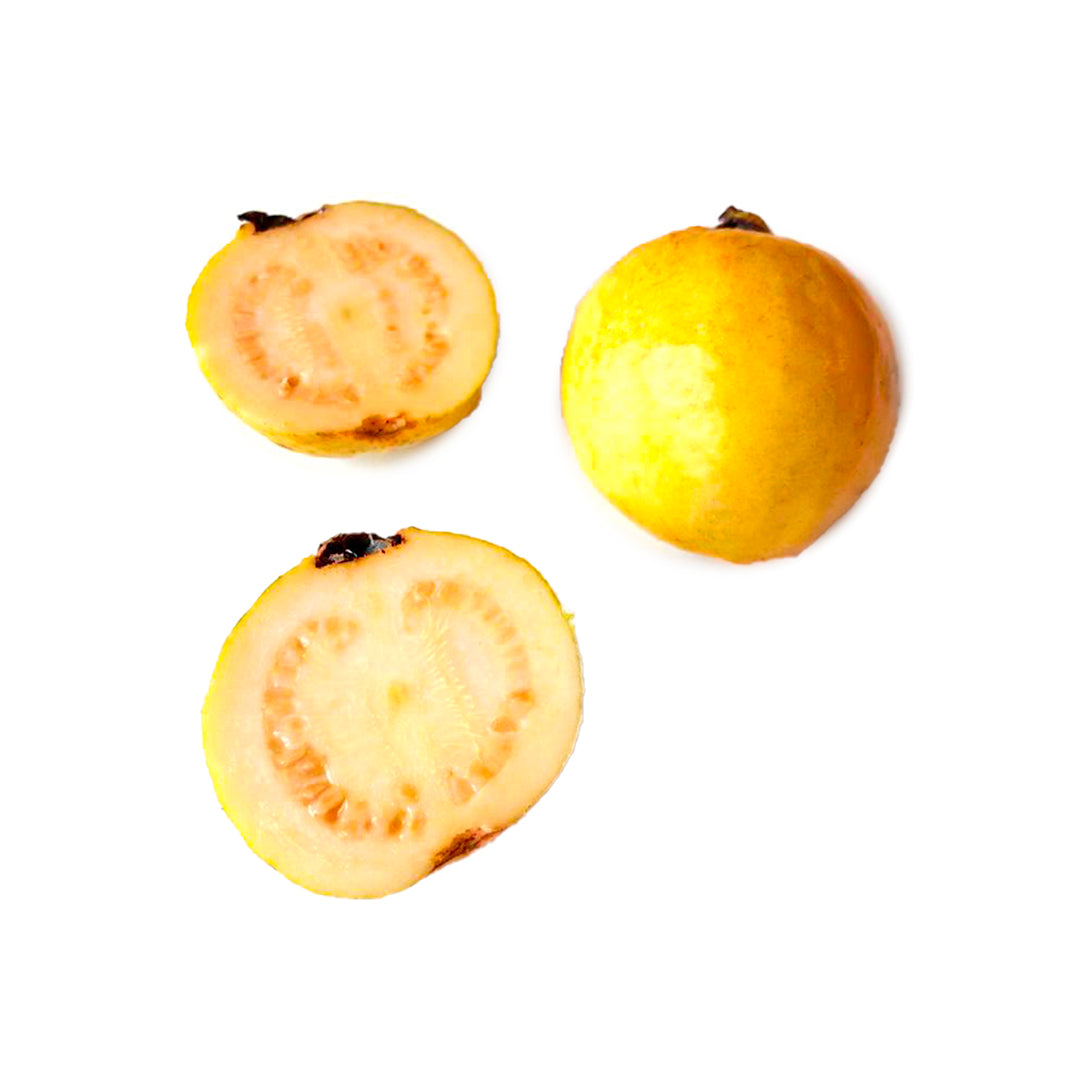 Psidium guajava cv. frutto sferico bianco grosso - guajava bianca indiana (Alveolo forestale)