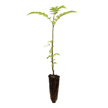 Pterocarya fraxinifolia - noce del caucaso (Alveolo forestale)