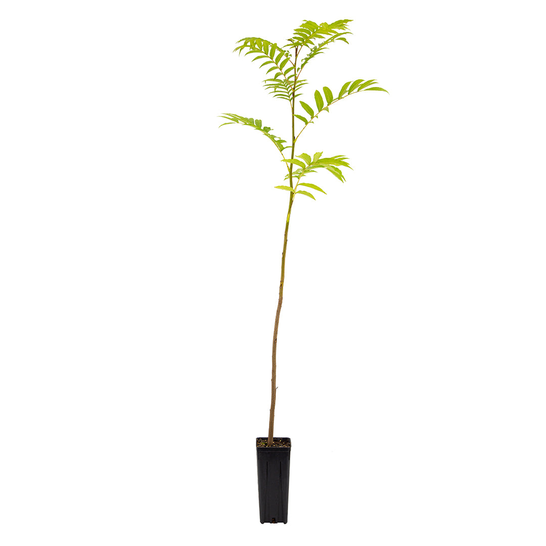 Pterocarya fraxinifolia - noce del caucaso (Vaso quadro 9x9x20 cm)
