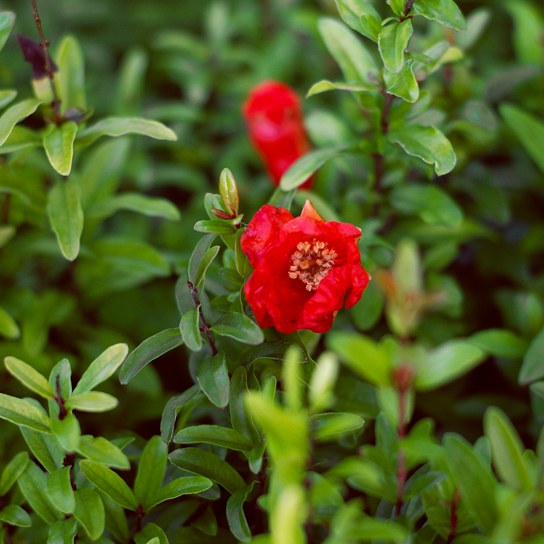 Punica granatum cv. "nana" - dwarf pomegranate (10 bare root plants)