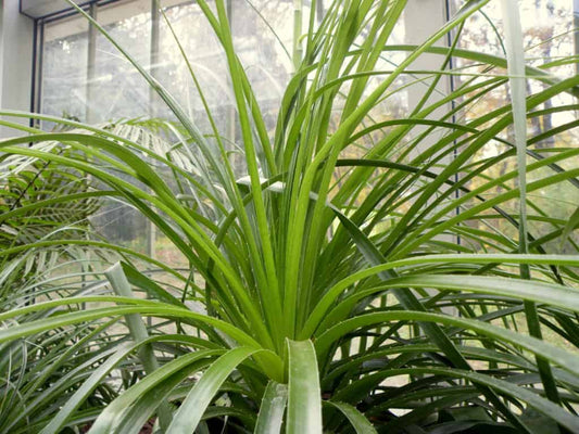 Puya mirabilis - bromelia mirabile (50-500 semi)