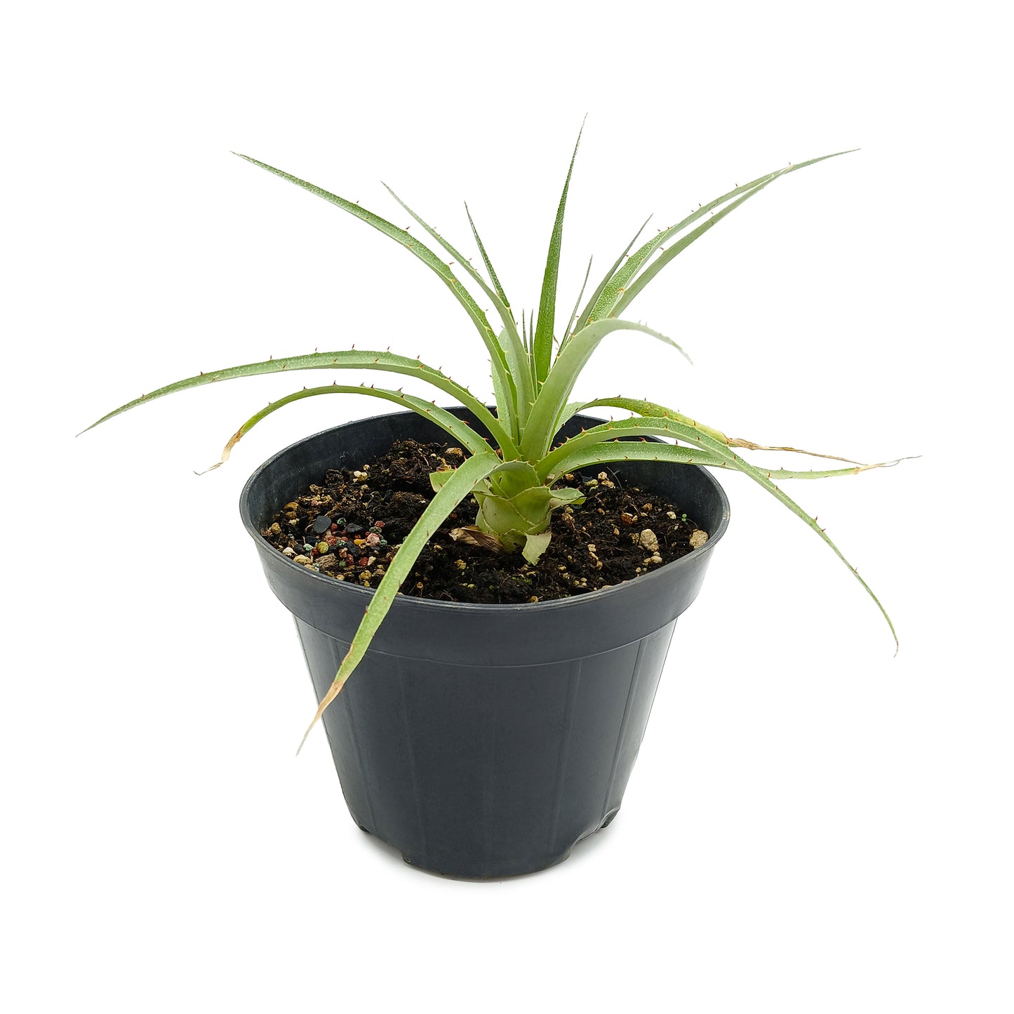 Puya raimondii - Queen of the Andes (Pot 15 cm)