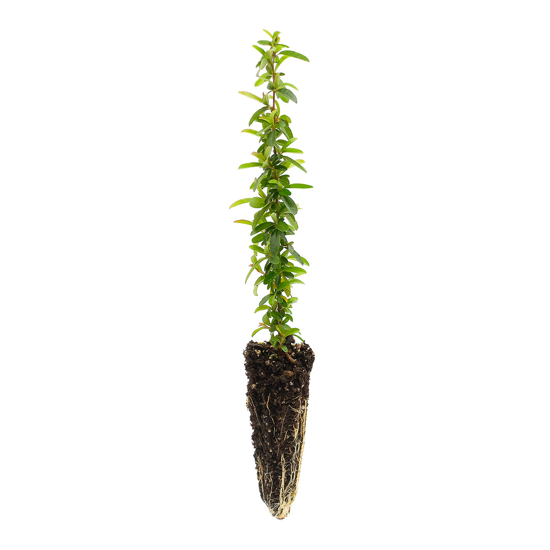 Pyracantha nana cv. "navajo" - dwarf pyracantha (forest honeycomb)