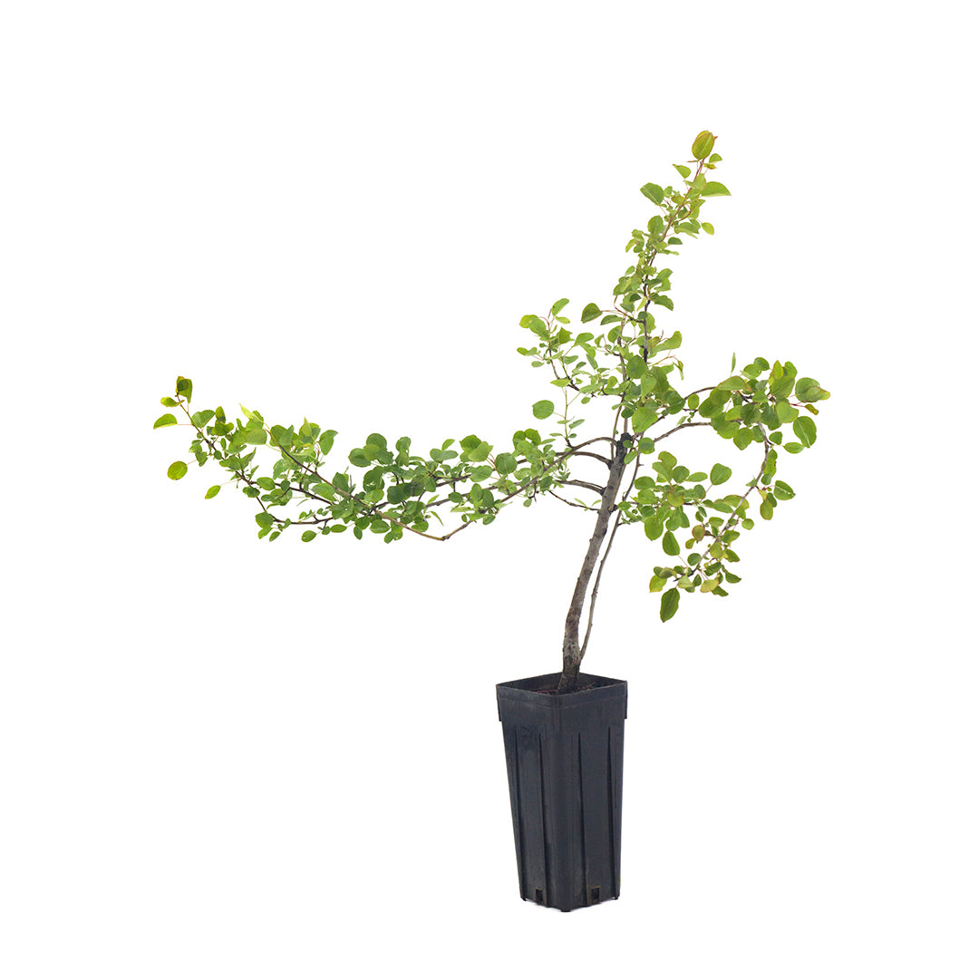 Pyrus pyraster - pero selvatico (Vaso quadro 9x9x20 cm)