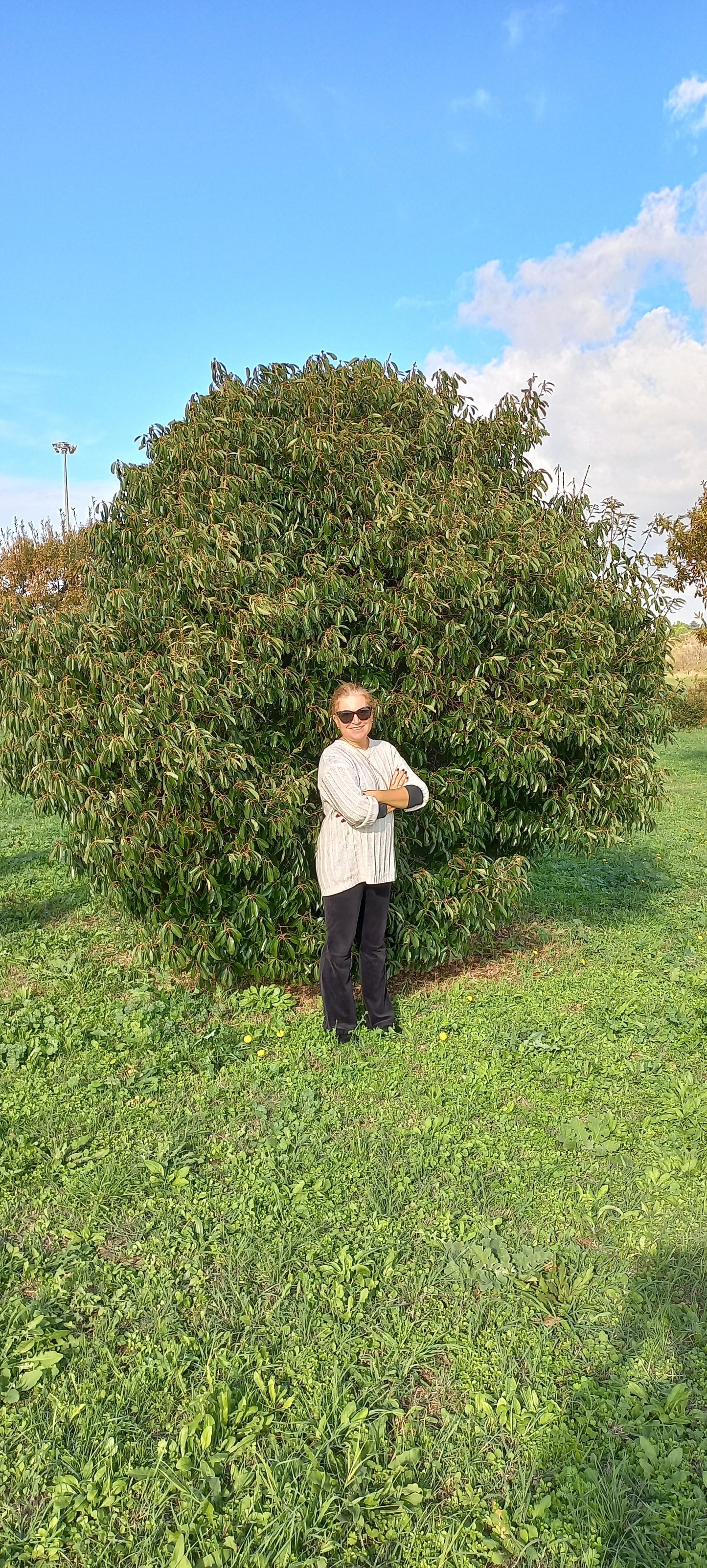 Quercus myrsinifolia - Quercia Cinese (Alveolo forestale)
