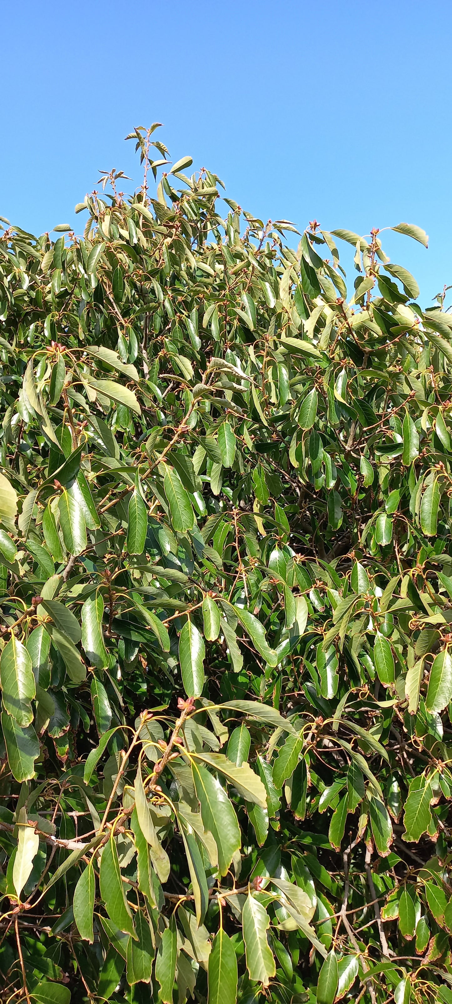 Quercus myrsinifolia - Quercia Cinese (Alveolo forestale)