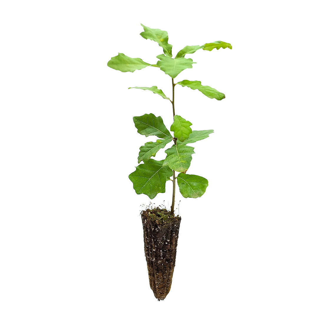 Quercus haynaldianum - quercia di Simonk (Alveolo forestale)