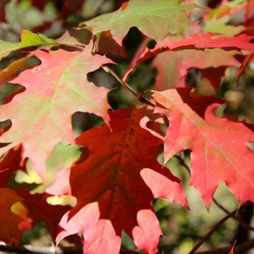 Quercus rubra - quercia rossa (Vaso quadro 9x9x20 cm)