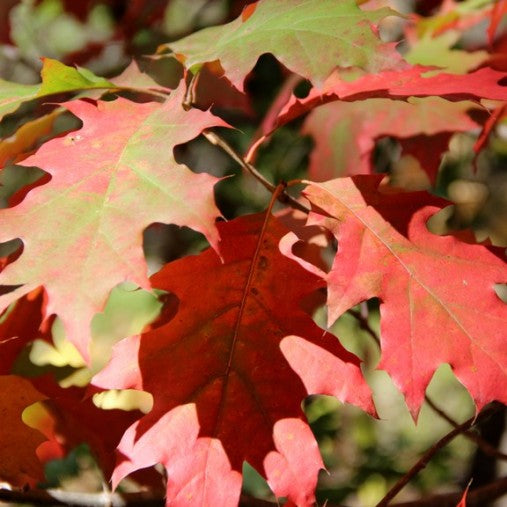 Quercus rubra - quercia rossa (Alveolo forestale)