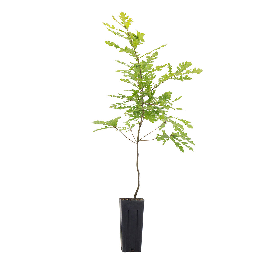 Quercus cerris - cerro (Vaso quadro 9x9x20 cm)