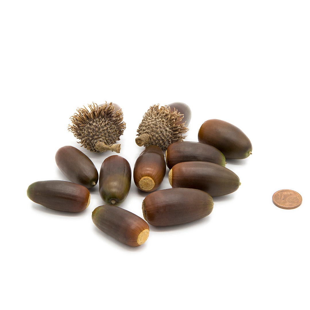 Quercus x crenata - cerrosughera (5 seeds)
