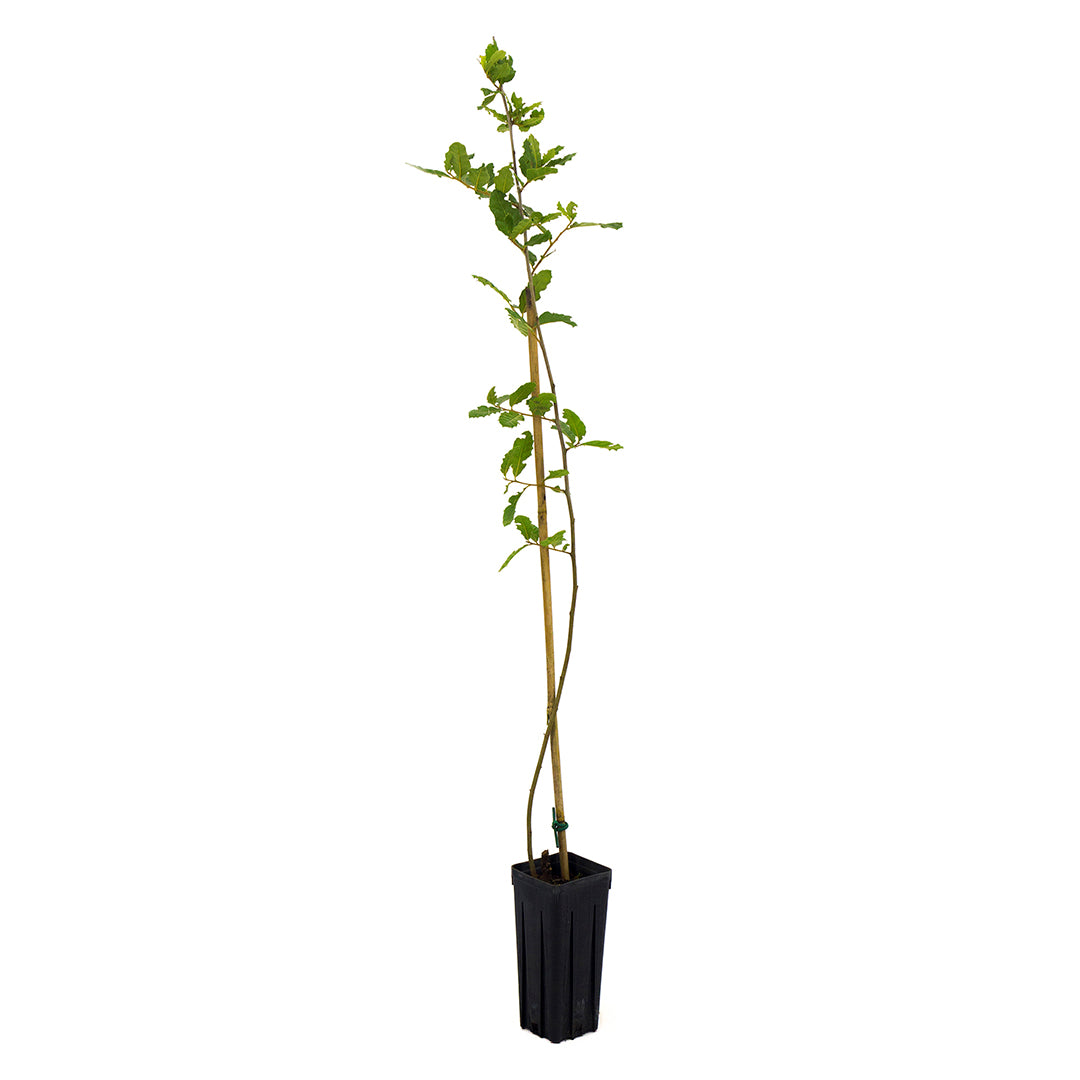 Quercus x crenata - cerrosughera (Vaso quadro 9x9x20 cm)