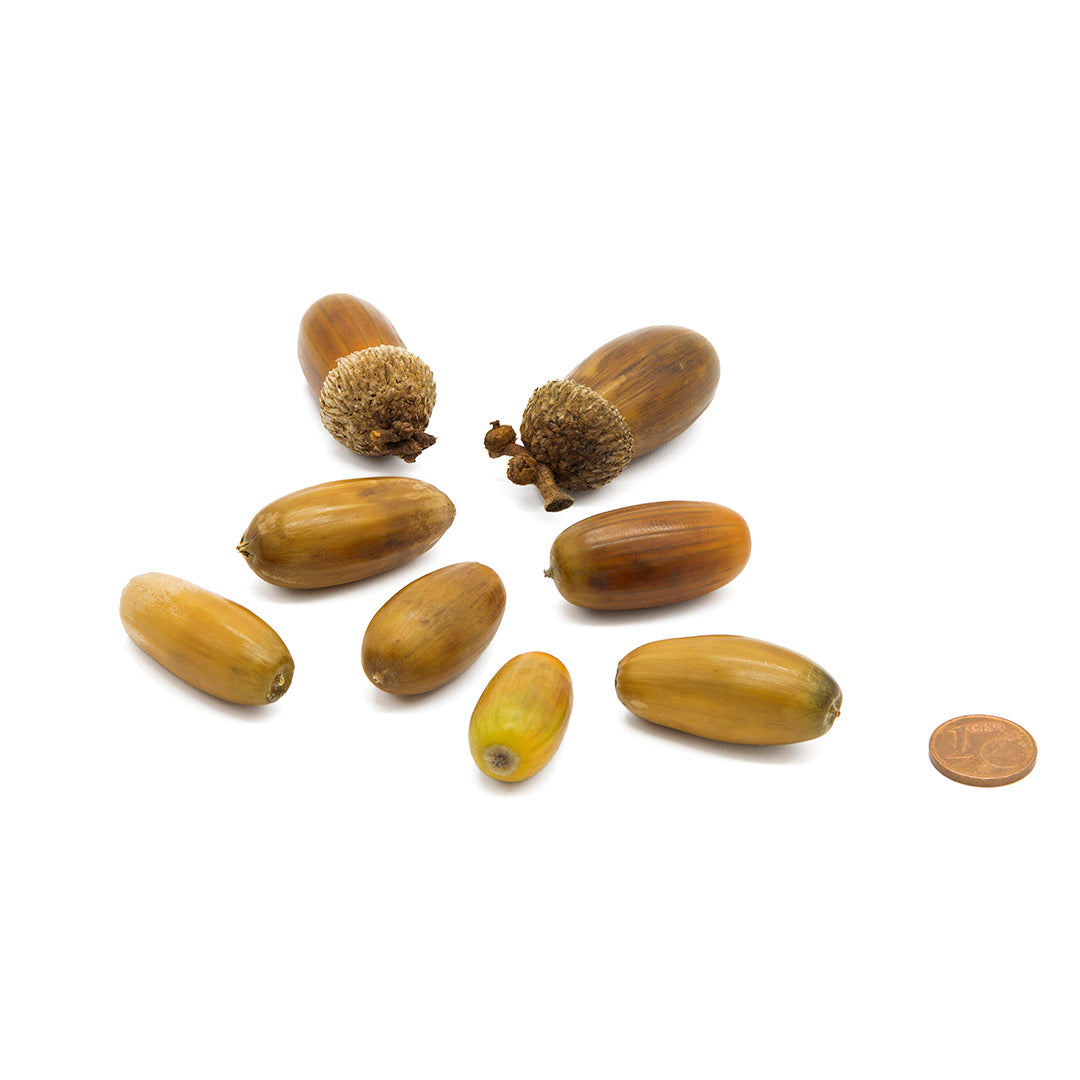 Quercus frainetto - farnetto (5 semi)