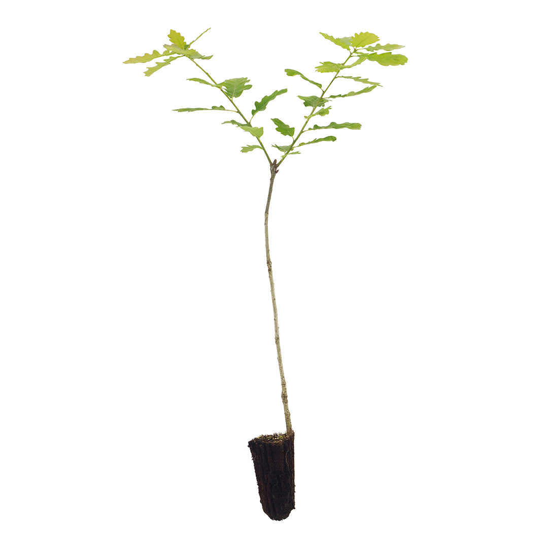 Quercus petraea - rovere (Alveolo forestale)