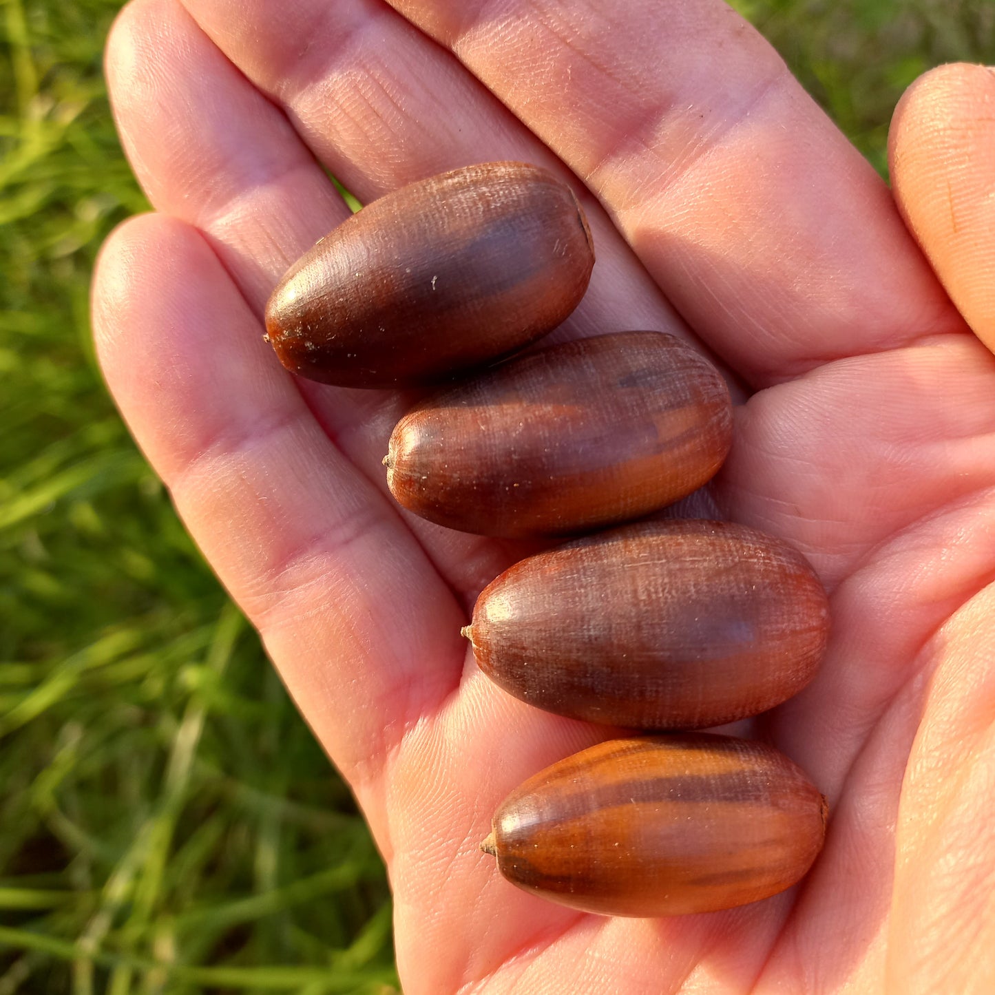 Quercus faginea ghiande VivaiMDB