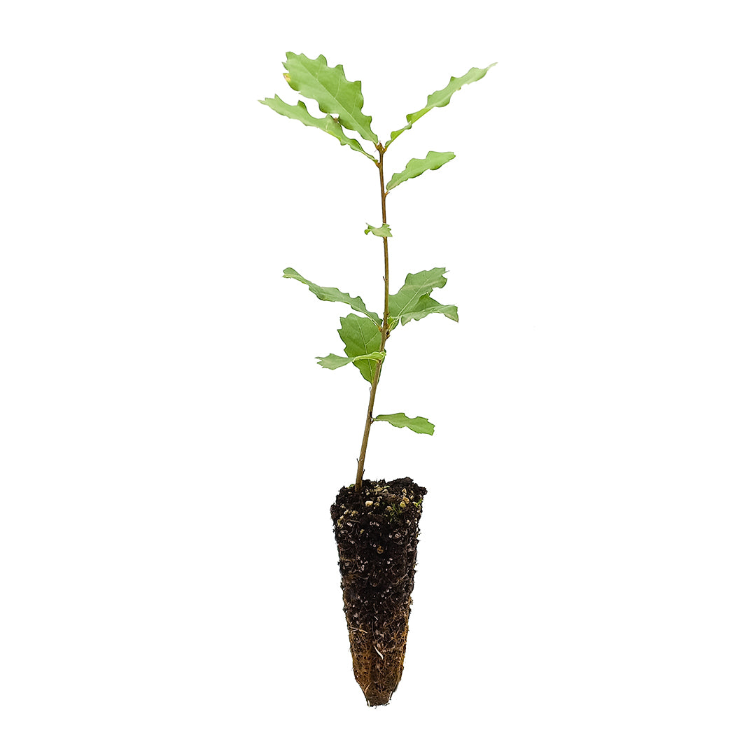 Quercus faginea - Quercia lusitana, Quercia portoghese (Alveolo forestale)