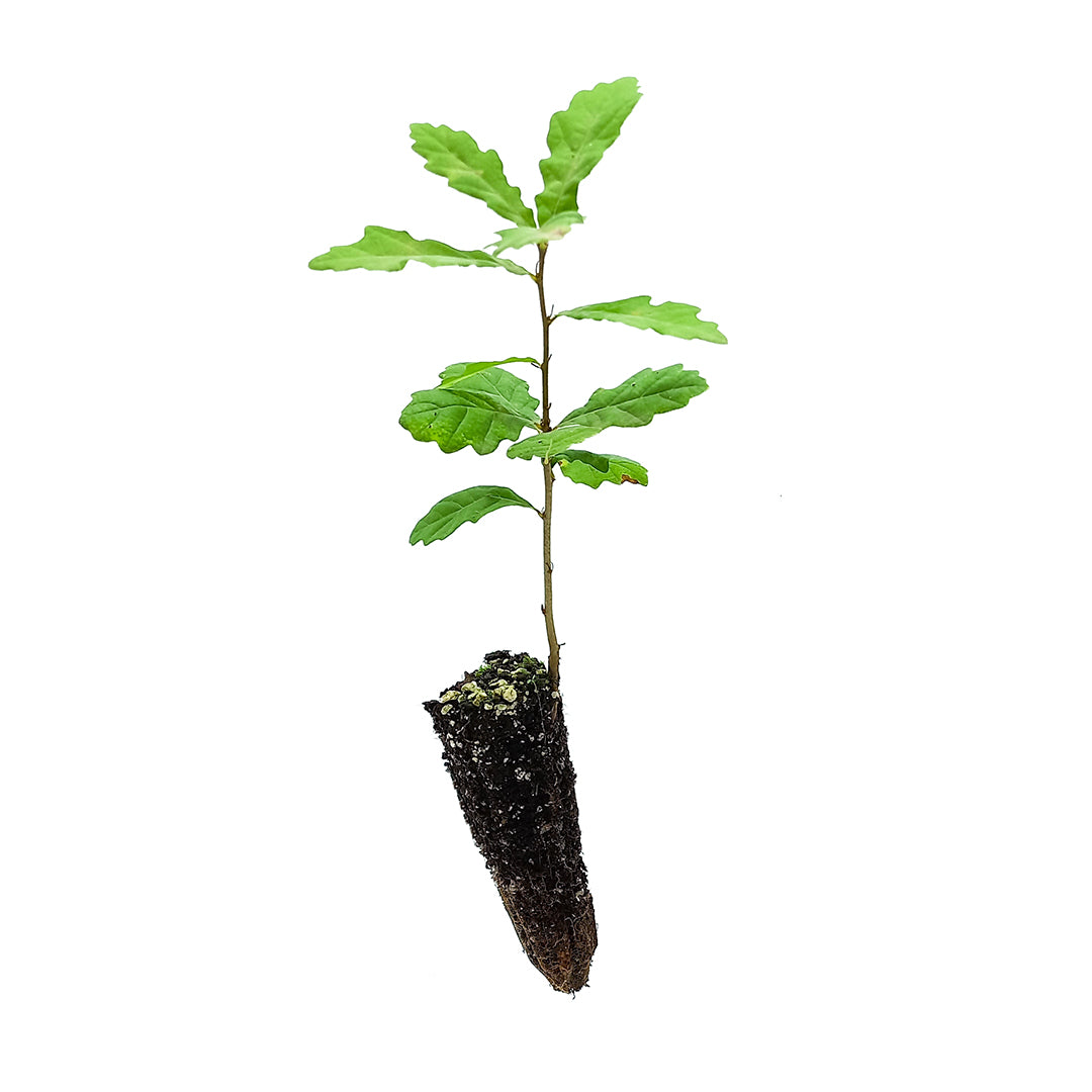 Quercus hartwissiana - Quercia della Bulgaria (Alveolo forestale)