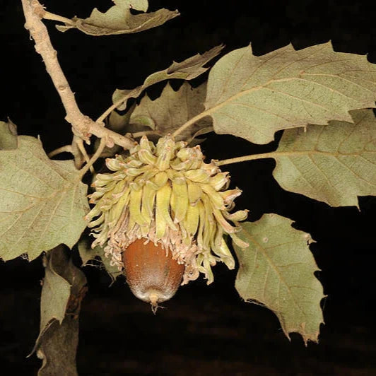 Quercus ithaburensis subsp. macrolepis - vallonea (Vaso quadro 12x12x20 cm)