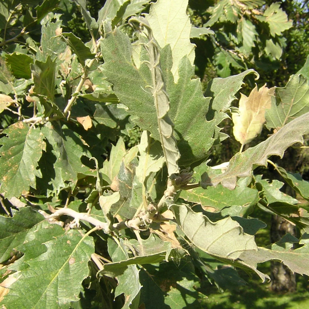 Quercus ithaburensis subsp. macrolepis - vallonea (Vaso quadro 12x12x20 cm)