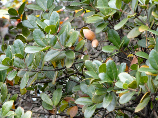 Quercus phillyraeoides - quercia ubame (2 semi)