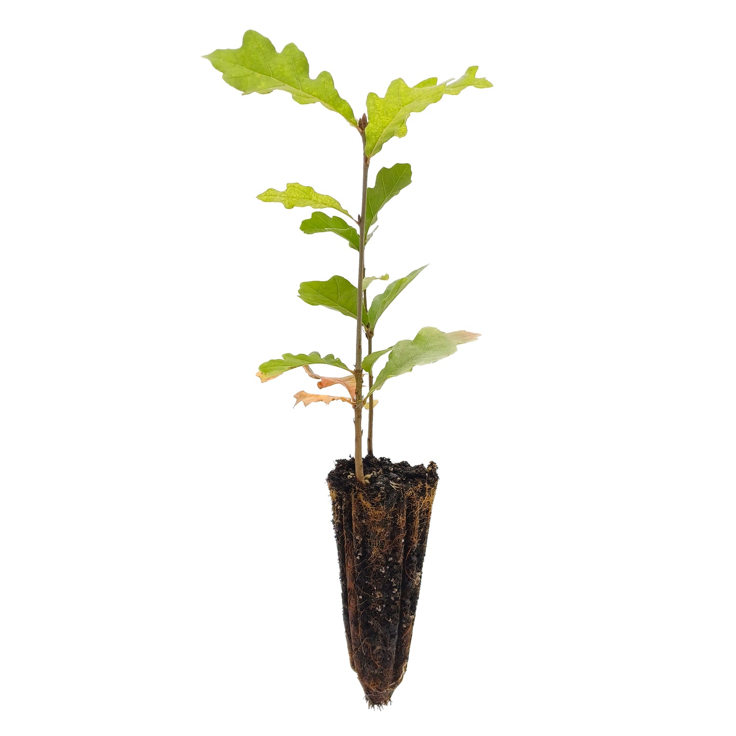 Quercus x bimundorum "Crimson spire" - quercia dei due mondi (Alveolo forestale)